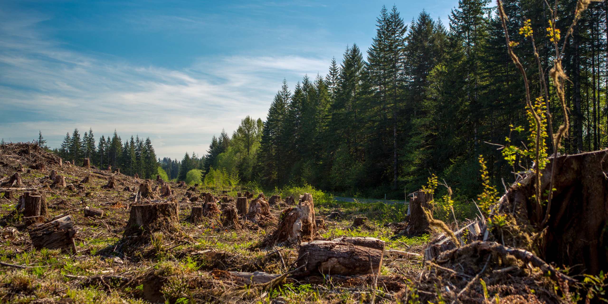 A clear-cut section of forest.
