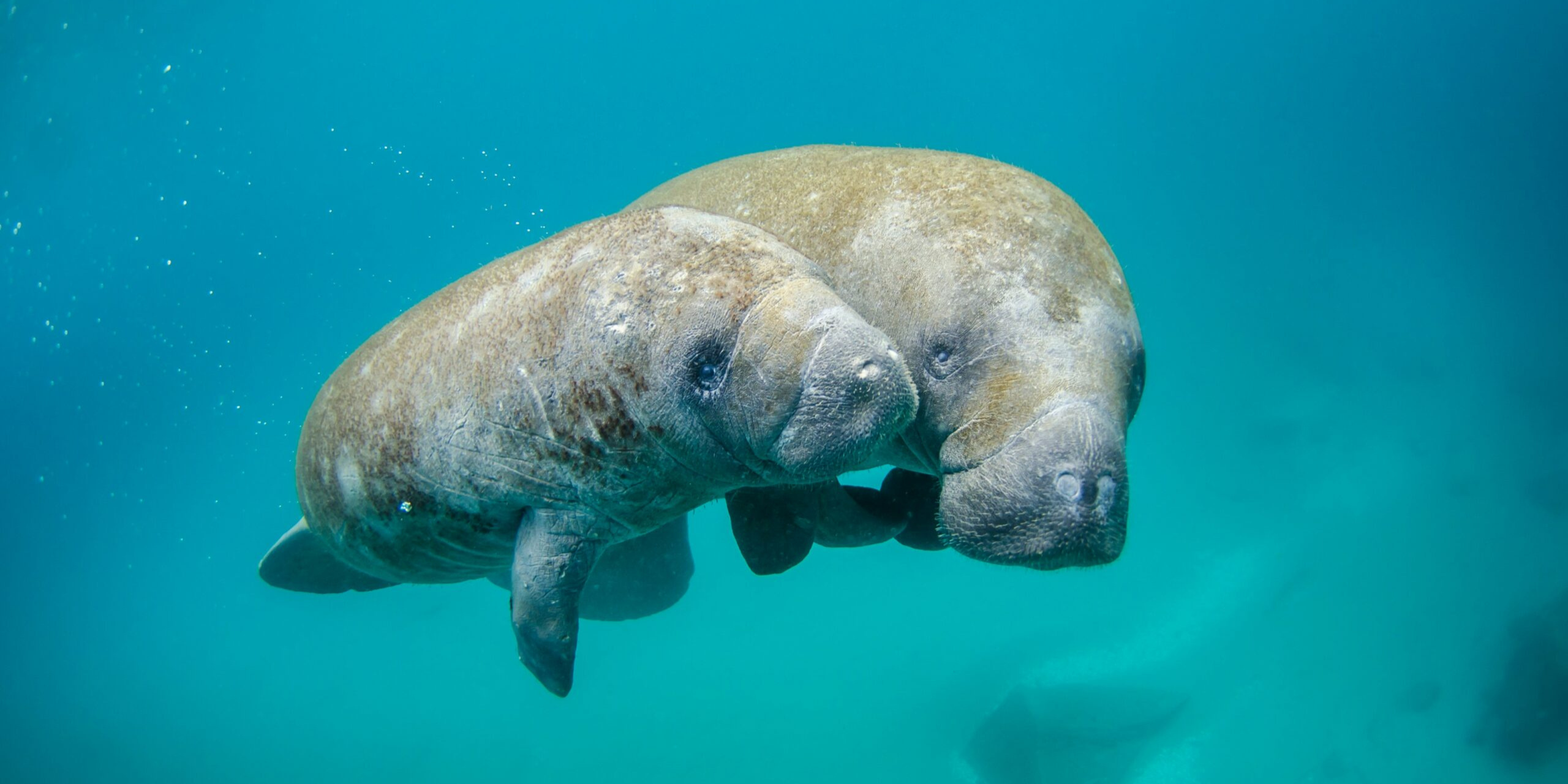 A mother and baby manatee swimming together.